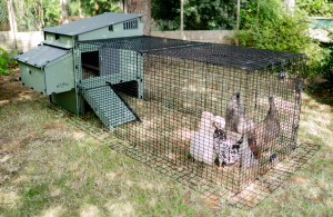 A chicken coop with chickens in it

AI-generated content may be incorrect.